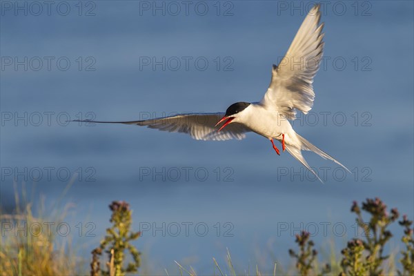 Arctic tern