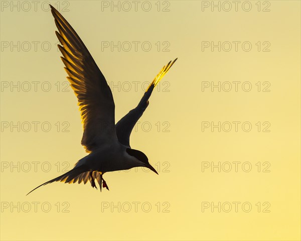 Silhouette of a Arctic tern