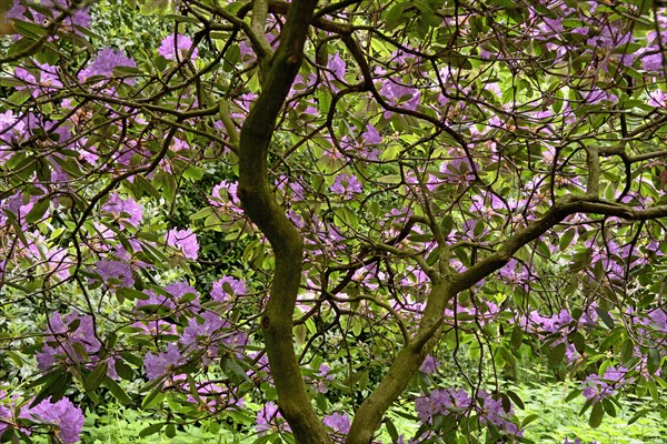 Rhododendron Park Bad Sassendorf