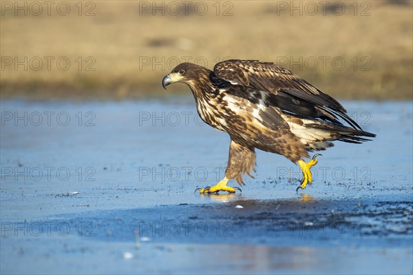 Young white-tailed eagle