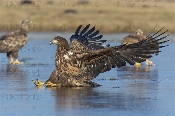 Young white-tailed eagle