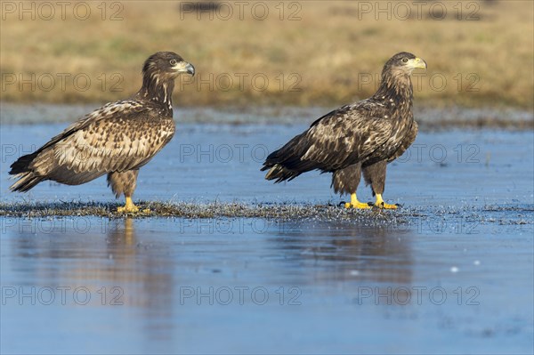 Two young white-tailed eagles