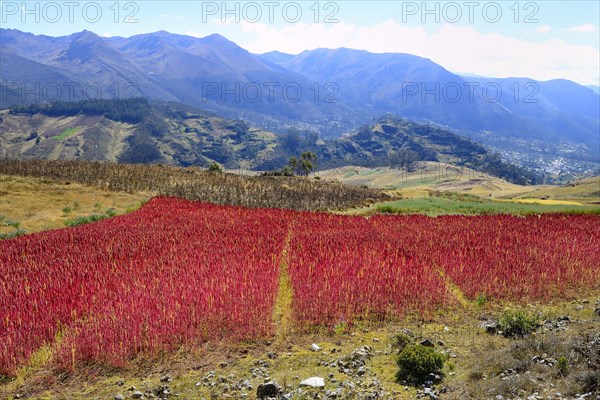 Field with ripe quinoa
