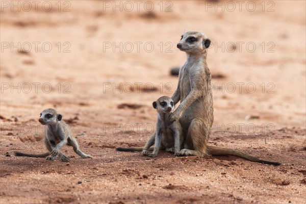 Meerkats