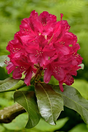 Rhododendron park Bad Sassendorf