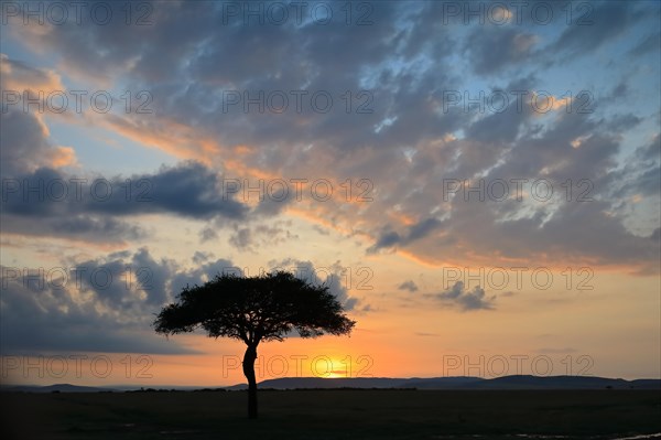 Umbrella thorn acacia