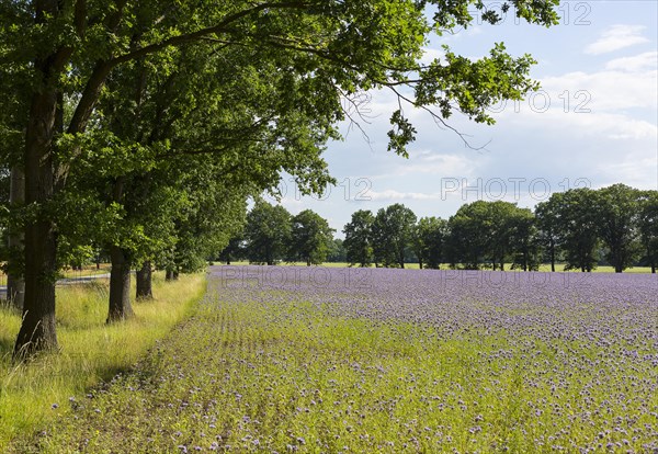 Field with bee friend