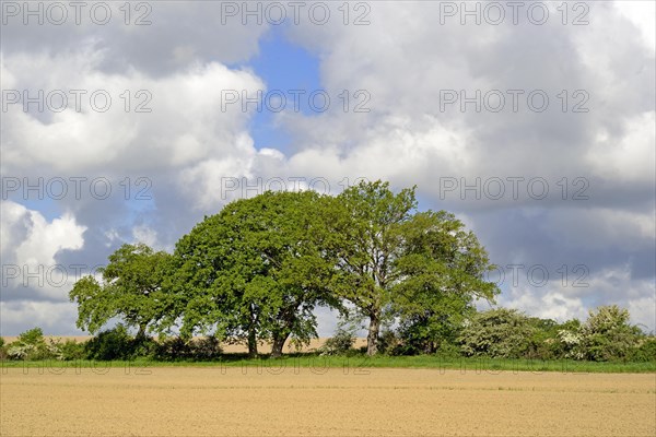 Old oaks