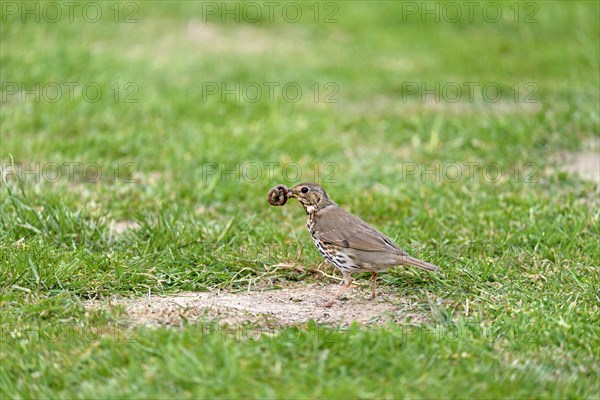 Song thrush