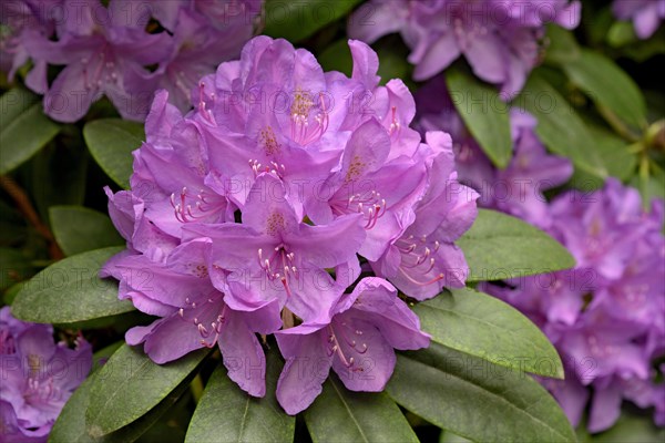 Rhododendron Park Bad Sassendorf