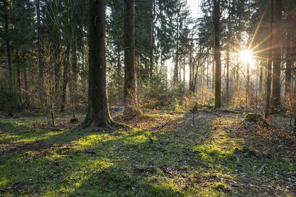 Spruce forest