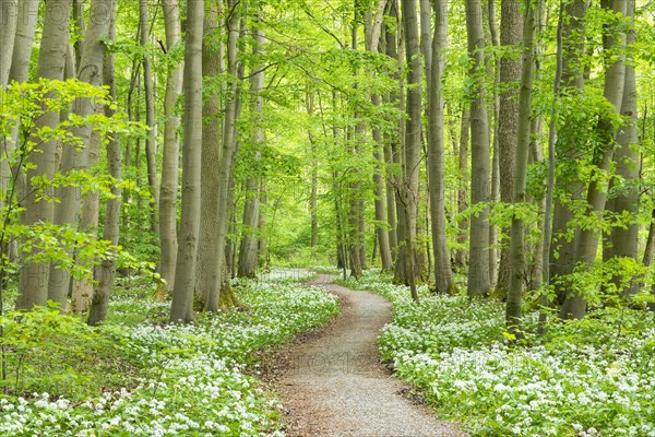 Path through deciduous forest with blooming wild garlic