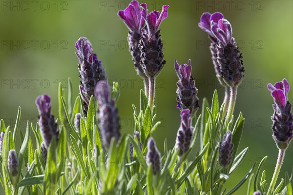 French lavender