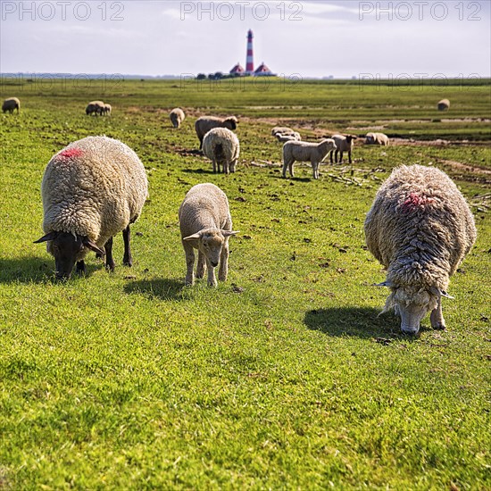 Domestic sheep