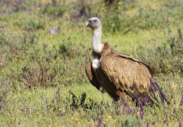 Griffon vulture