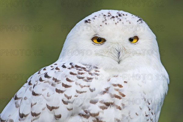 Snowy owl