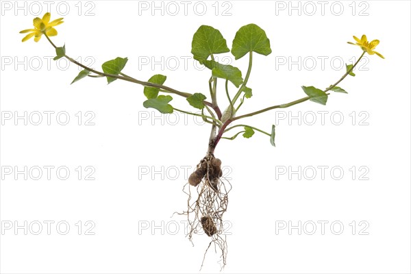 Lesser celandine