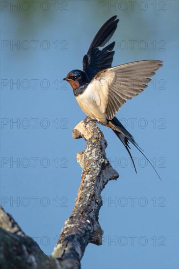 Barn swallow