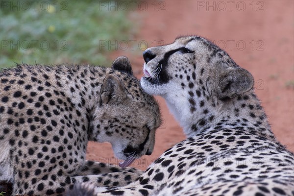 Two cheetahs