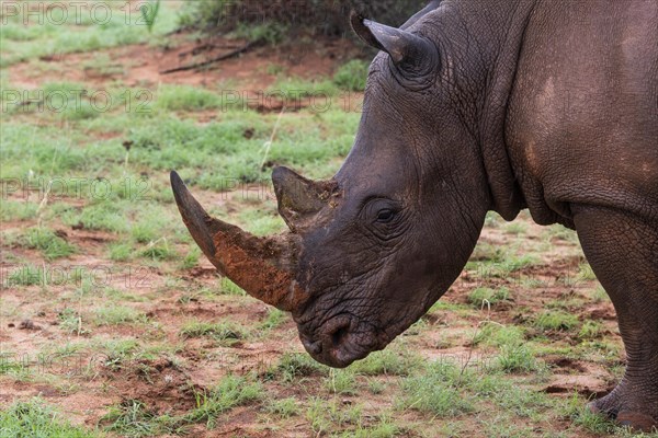 White rhinoceros