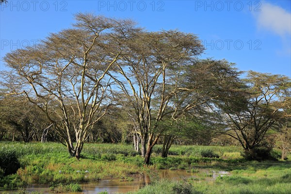 Fever Tree