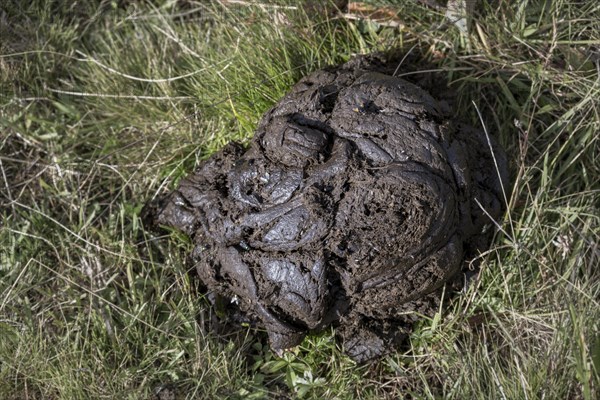 Cow patties in the meadow