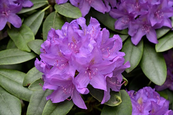 Rhododendron Park Bad Sassendorf