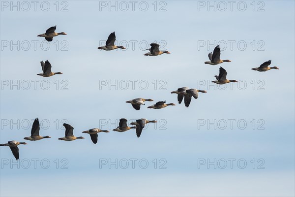 Greylag Geese