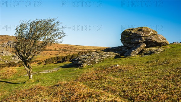 Fields and meadows in Haytor Rocks