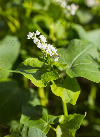 Buckwheat