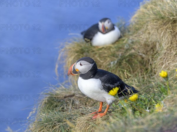 Puffin