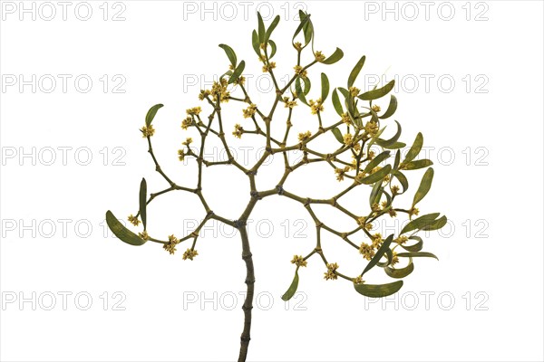 White berried mistletoe