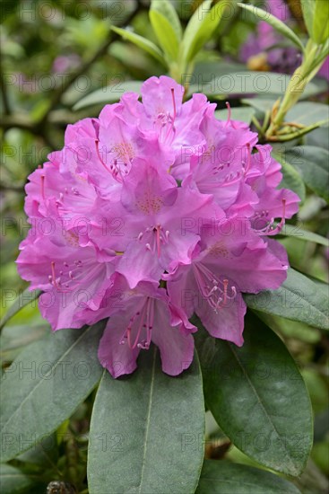 Rhododendron Park Bad Sassendorf