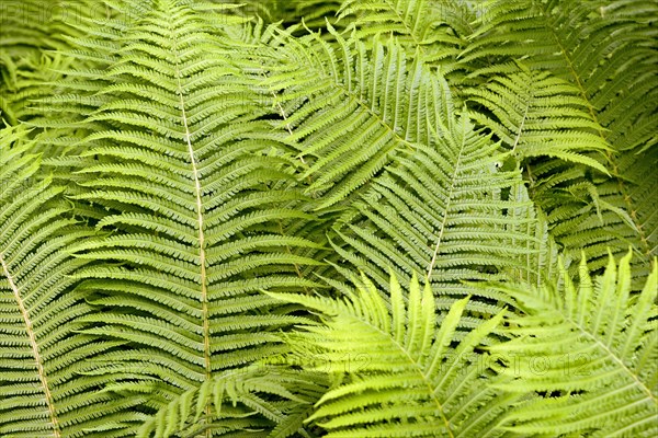 Ostrich Fern