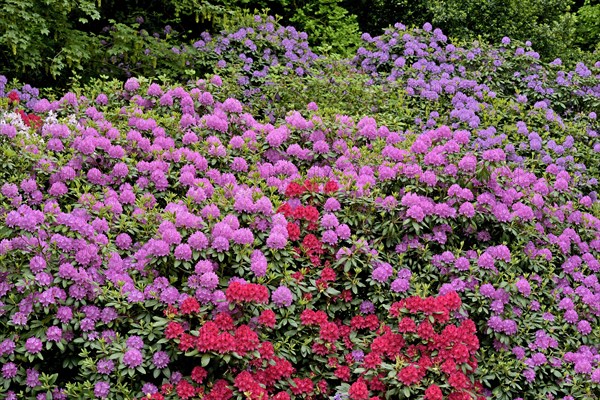 Rhododendron Park Bad Sassendorf