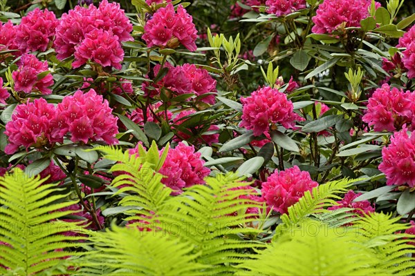 Rhododendron Park Bad Sassendorf