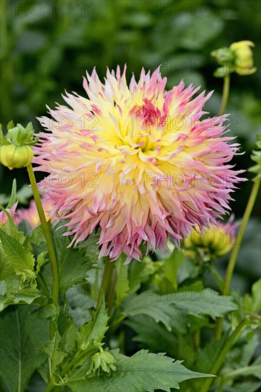 Deer antler dahlia