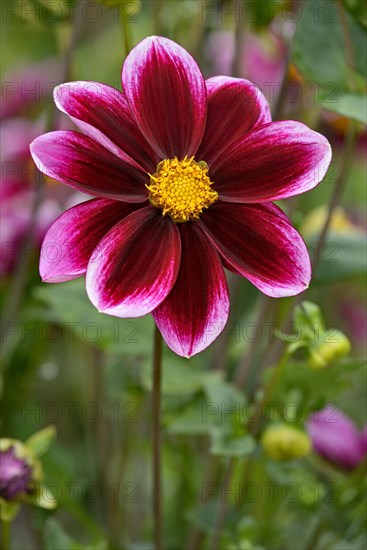 Single-flowered dahlia