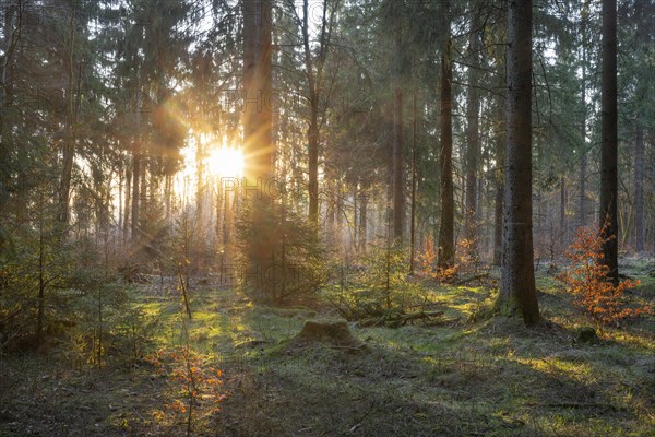 Spruce forest