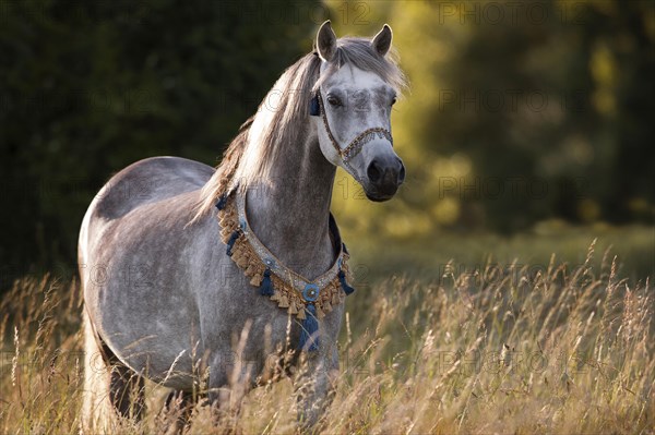 Thoroughbred Arabian mare with traditional halter and chest ornament in portrait