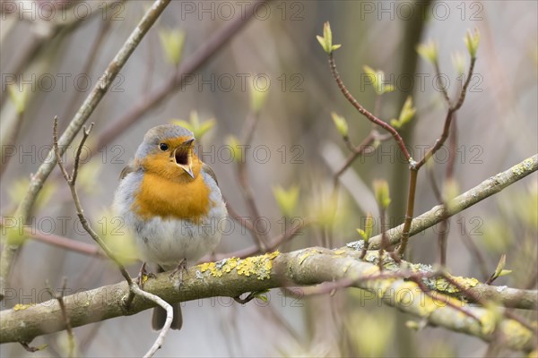 European robin