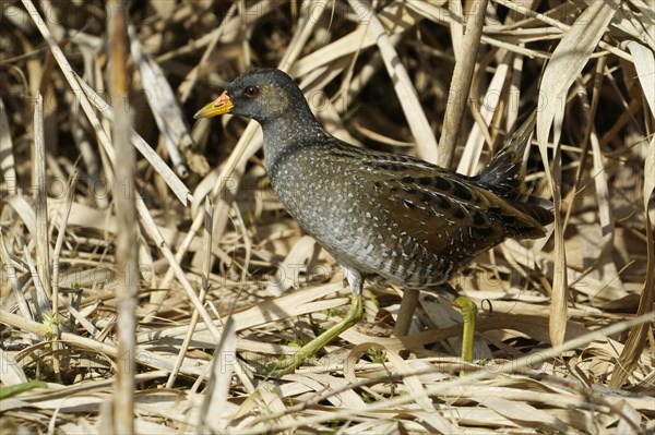 Water Rail