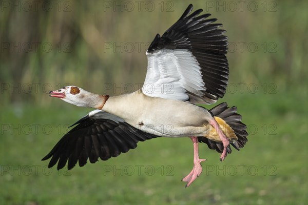 Egyptian goose