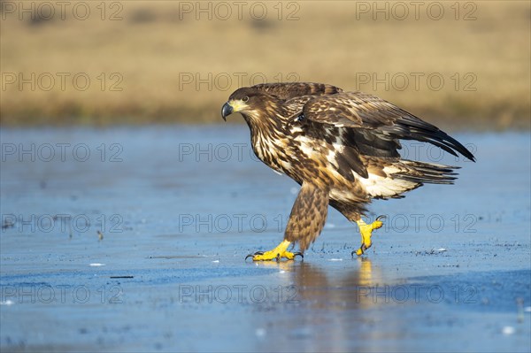 Young white-tailed eagle