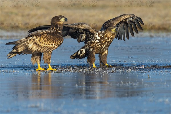 Two young white-tailed eagles