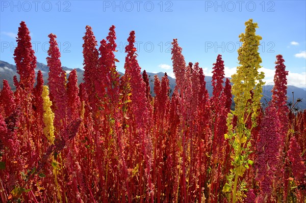 Panicles of ripe quinoa