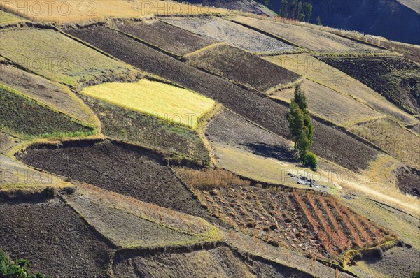 Fields with quinoa
