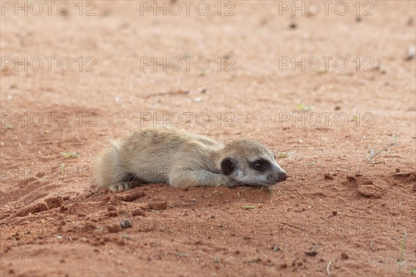 Meerkats