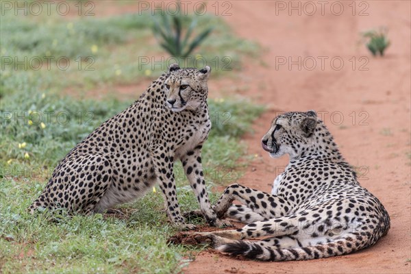 Two cheetahs