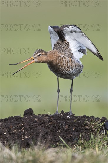 Black-tailed godwit